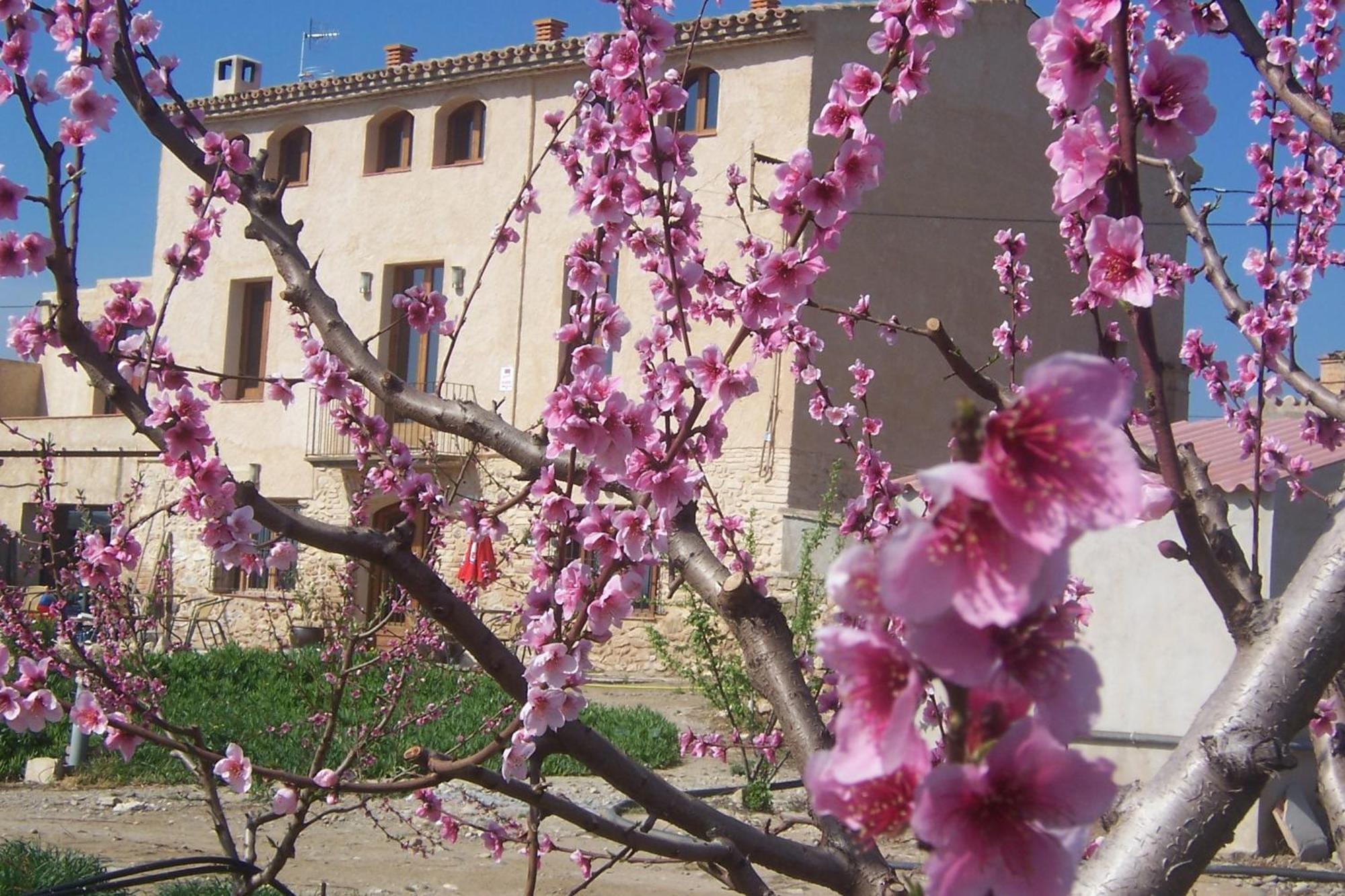 Mas Taniet Hotel Rural Benissanet Zewnętrze zdjęcie